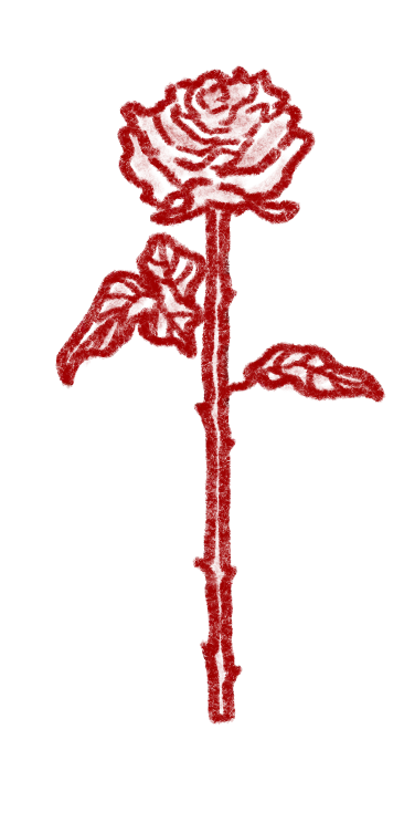 Illustrated rose