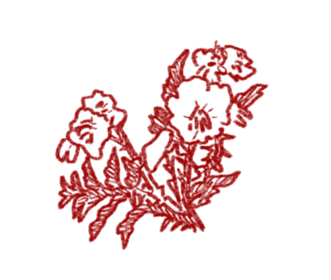 illustration of a rose plant